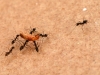 Small Ants Transporting Dead Insect