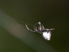 Cobweb-weaving Spider (Theridiidae)