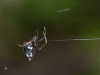 Cobweb-weaving Spider (Theridiidae)