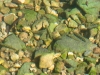 Unidentified Freshwater Fish