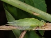 Arboreal Cricket