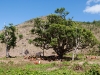 Tree with Cattle