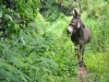 My Donkey Friend