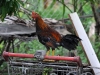 Rooster on Shopping Cart