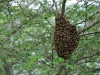 Honeybee Swarm in Tree