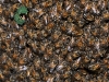 Honeybee Swarm in Tree