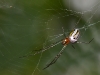 Small Orb-weaving Spider