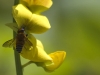 Interesting Bee
