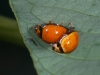 Ladybird Beetles Mating