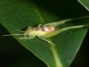 Unidentified Arboreal Cricket Nymph