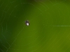 Tiny Spider, Probably Immature