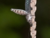 Adult Owlfly, Possibly <em>Ululodes</em> sp.
