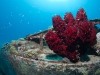 Diving Coral Gardens: Great Dog Island, BVI