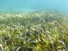 Snorkeling Coralita/Baie Lucas