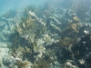 Snorkeling Coralita/Baie Lucas