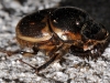 Unidentified Scarab Beetle