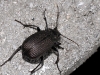 Unidentified Ground Beetle