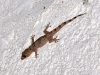 House Gecko
