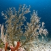 Soft Coral, Creole Rock