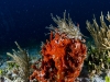Giant Anemone (<em>Condylactis gigantea</em>) Growing in Sponge