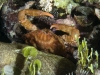 Red-ridged Clinging Crab (<em>Mithrax forceps</em>) Near Moray Eel