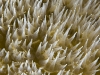 Coral Feeding