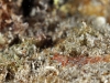 Velvet Shrimp (<em>Metapenaeopsis goodie</em>)