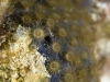 Sponge Zoanthid (<em>Parazoanthus parasiticus</em>)
