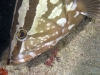 Nassau Grouper (<em>Epinephelus striatus</em>)