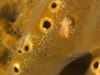 Brown Encrusting Octopus Sponge (<em>Ectyoplasia ferox</em>)