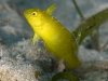 Juvenile Green Razorfish (<em>Xyrichtys splendens</em>)