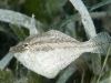 Fringed Filefish (<em>Monacanthus ciliatus</em>)