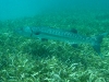 Great Barracuda (<em>Sphyraena barracuda</em>)