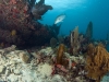 Larger Overhang on Coral Strip