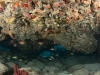 Overhang Connects Beneath the Coral Strip