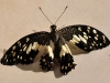 Crippled Checkered Swallowtail (<em>Papilio demoleus</em>)
