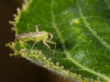 Small Hemipteran