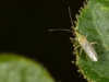 Small Hemipteran