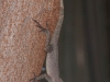 Puerto Rican Crested Anole (<em>Anolis cristatellus</em>)