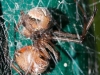 Brown Widow (<em>Latrodectus geometricus</em>) Eating Another Spider
