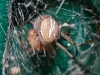 Brown Widow (<em>Latrodectus geometricus</em>) Eating Another Spider