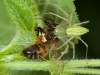 Lynx Spider with Honeybee