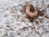 Caterpillar Attacked by Swarming Ants