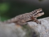Strange Gecko