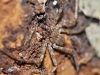 Spider Living Under Rotting Wood