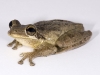 Cuban Treefrog (<em> Osteopilus septentrionalis</em>)