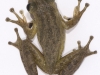 Cuban Treefrog (<em> Osteopilus septentrionalis</em>)