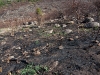 Burned Area Nineteen Days After Fire