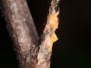 Fungus Growing on Burned Shrub
