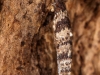 Bagworm House on Tree